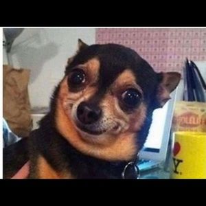 Meet your Posher, Jasmine